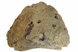 Agatized Fossil Coral Geode - Florida #188140-3